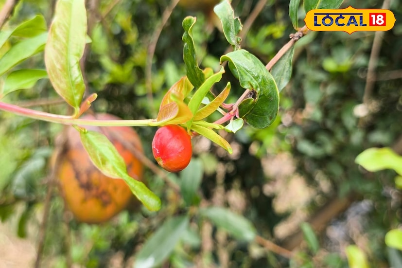 Cultivation News: এই গাছ লাগিয়েই মালামাল, ‘গরিবের ব্লু বেরি’ চাষে বাজার কাঁপাচ্ছে বাঁকুড়া Cultivation News: এই গাছ লাগিয়েই মালামাল, ‘গরিবের ব্লু বেরি’ চাষে বাজার কাঁপাচ্ছে বাঁকুড়া