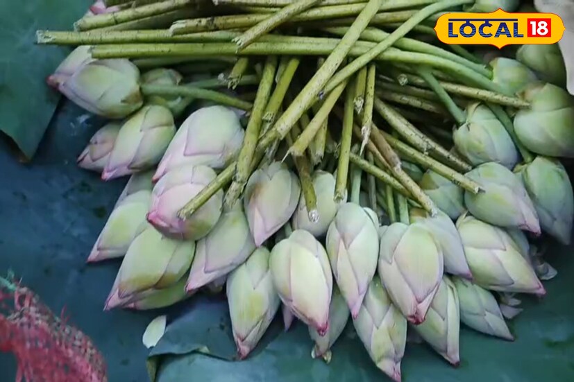 প্রকৃতির খামখেয়ালিপনা, অতি বৃষ্টি। পদ্ম ফুলের সংকট দেখা দিতে পারে দুর্গাপুজোয়। আশঙ্কা চাষিদের! ( ছবি ও তথ্য সৈকত শী) প্রকৃতির খামখেয়ালিপনা, অতি বৃষ্টি। পদ্ম ফুলের সংকট দেখা দিতে পারে দুর্গাপুজোয়। আশঙ্কা চাষিদের! ( ছবি ও তথ্য সৈকত শী)