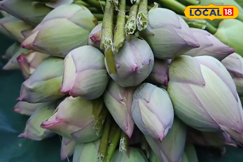 অতি বৃষ্টি পদ্ম ফুল চাষে ব্যাঘাত সৃষ্টি করেছে। দুর্গাপুজোয় পদ্মফুল পাওয়া যাবে কিনা তা নিয়ে সংশয় প্রকাশ করেছে জেলার পদ্ম চাষিরা। (ছবি ও তথ্য সৈকত শী)