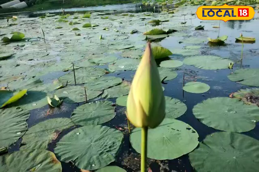 মূলত রেল লাইনের পাশের জলাশয় গুলিতে পদ্মফুল চাষ হয়। চৈত্র মাস থেকে শুরু করে পদ্মফুলের চাষ চলে আশ্বিন-কার্তিক মাস পর্যন্ত। (ছবি ও তথ্য সৈকত শী)