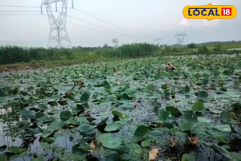 বাজারে চাহিদা থাকায় যোগান কম হওয়ায় স্বাভাবিকভাবে পদ্ম ফুলের দাম অন্যান্য বছরের তুলনায় এবছর অনেকটাই বেশি। (ছবি ও তথ্য সৈকত শী)