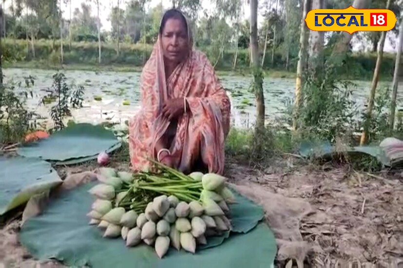 পদ্মফুল দুর্গাপুজোয় অপরিহার্য হওয়ায় বাড়তি লাভের আশায় মুখিয়ে থাকে পদ্ম চাষিরা। কিন্তু এবার সেই আশায় বাধ সেঁধেছে প্রকৃতির আচরণ। (ছবি ও তথ্য সৈকত শী)