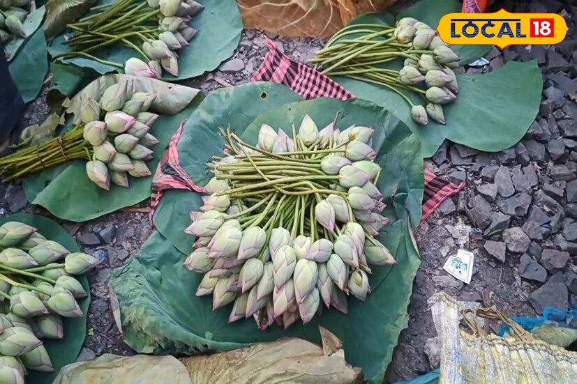 দুর্গাপুজো মাত্র এক মাস বাকি, ইতিমধ্যেই পদ্মফুল স্টোর করা শুরু করেছে কৃষকেরা, তবে বৃষ্টির কারণে উৎপাদন খুব কম। (ছবি ও তথ্য সৈকত শী)