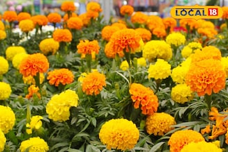 আর দেরি নয়, নভেম্বরে শীতের শুরুতেই লাগান গাদা-ডালিয়া, থোকা থোকা ফুলে ভরবে শখের বাগান