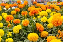 Gardening Tips: আর দেরি নয়, নভেম্বরে শীতের শুরুতেই লাগান গাদা-ডালিয়া, থোকা থোকা ফুলে ভরবে শখের বাগান