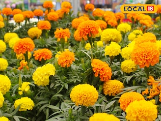 আর দেরি নয়, নভেম্বরে শীতের শুরুতেই লাগান গাদা-ডালিয়া, থোকা থোকা ফুলে ভরবে শখের বাগান