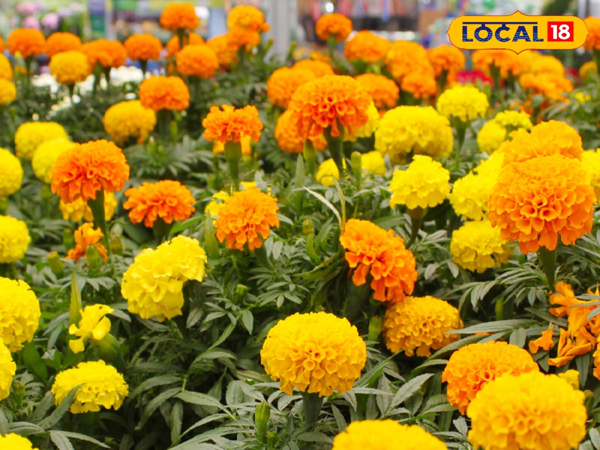 Gardening Tips: আর দেরি নয়, নভেম্বরে শীতের শুরুতেই লাগান গাদা-ডালিয়া, থোকা থোকা ফুলে ভরবে শখের বাগান