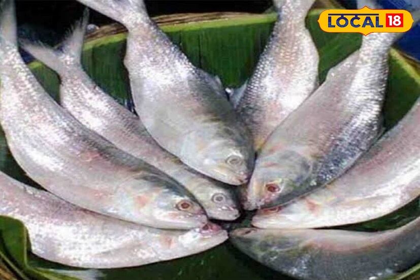 দিঘা মোহনার জেলেদের জালে ধরা পড়ছে এবার রেকর্ড সাইজের ইলিশ। চোখধাঁধানো আকারের সঙ্গে প্রতিটি মাছের ওজন দেড় থেকে আড়াই কেজি পর্যন্ত ছুঁয়েছে। আগের বছরের তুলনায় এই ইলিশ অনেকটাই বড় এবং শক্ত মাংসপেশি গড়ে তুলেছে। শুধু আকারেই নয়, স্বাদেও অতুলনীয় বলে জানাচ্ছেন ক্রেতারা। একসঙ্গে বাংলাদেশ ও ভারতে ফিশিং ব্যান কার্যকর হওয়ায় মাছের প্রাকৃতিক বৃদ্ধি বেড়েছে, যা ক্রেতা ও ব্যবসায়ীদের মধ্যে বাড়তি উৎসাহ জাগিয়েছে।