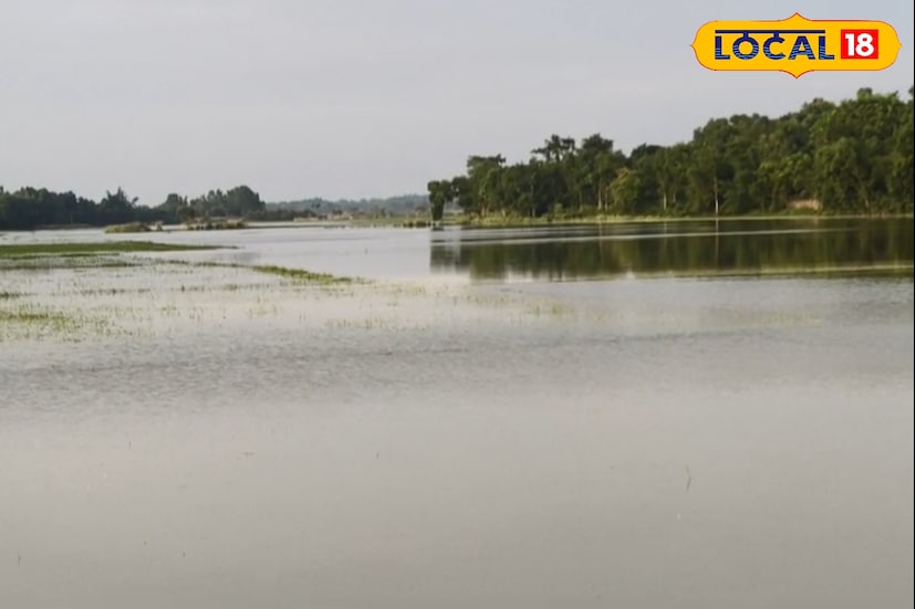জল নামতে সময় লাগে কয়েকদিন। স্থানীয় বাসিন্দা মৃণাল মাহাত জানিয়েছেন, এ বছর ইতিমধ্যেই তিনবার জলবন্দি হয়েছে এলাকার কৃষি জমি। এর আগে সব্জি ও ধান চারা নষ্ট হয়েছিল, এবার আবারো ধান রোপণ করা জমিগুলো জলের তলায় চলে গেছে। (ছবি ও তথ্য - তন্ময় নন্দী)