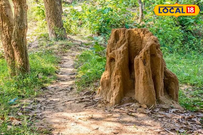শিব চতুর্দশী ছাড়াও সারা বছর এই মন্দির দর্শনের জন্য ভ্রমণ পিপাসু মানুষের সমাগম লক্ষ্য করা যায়। বহু ইতিহাসের সাক্ষী মন্দিরের গায়েই রয়েছে বহু বছরের পুরোনো কাঁঠাল গাছ। রামেশ্বর মন্দিরের শিব পুজোর সঙ্গে সঙ্গে এই কাঁঠাল গাছটিও নিত্য পূজিত হয়। (ছবি ও তথ্য - তন্ময় নন্দী)