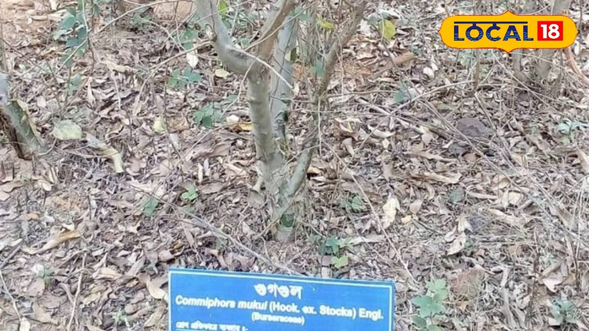 Jhargram Tourism: ভারতের বোটানিস্টরা গবেষণার জন্য ছুটে আসেন 'এই' মন্দিরে! কী অমূল্যরতন লুকিয়ে আশপাশে? আপনিও খুঁজলেও পেতে পারেন