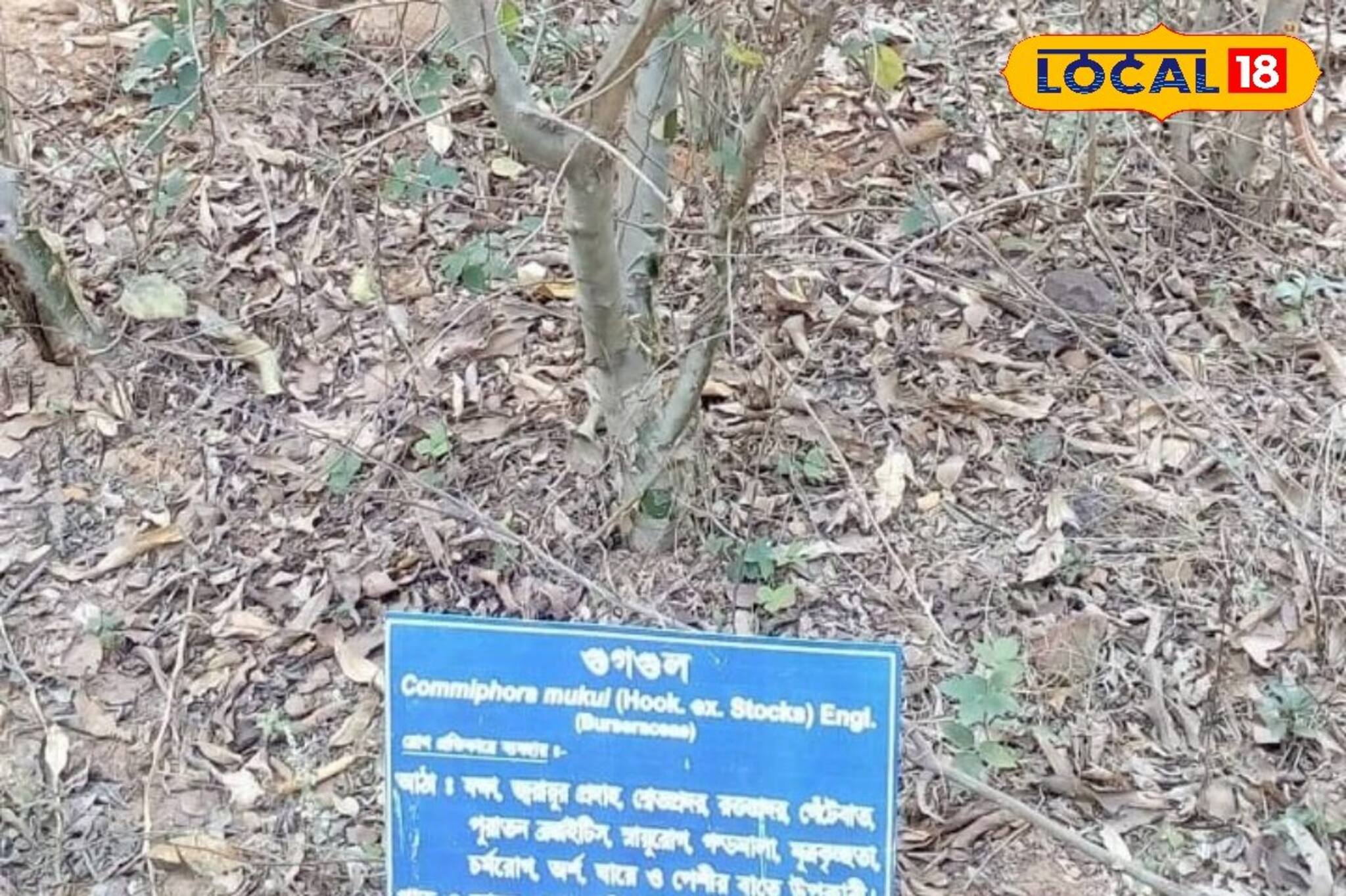 Jhargram Tourism: ভারতের বোটানিস্টরা গবেষণার জন্য ছুটে আসেন 'এই' মন্দিরে! কী অমূল্যরতন লুকিয়ে আশপাশে? আপনিও খুঁজলেও পেতে পারেন