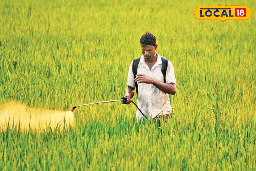 শুধু তাই নয়, ধান গাছের গোড়াতে আগাছা দমন করে এবং জল বের করে দেওয়ার ব্যবস্থা থাকলে ধান গাছের জমি থেকে জল ড্রেন করে বের করে দেওয়া উচিত বলেই মনে করছেন সহ কৃষি অধিকর্তা সৌমেন মন্ডল। এক্ষেত্রে গাছের পচন রোগ হবে না। (তথ্য ও ছবি: রঞ্জন চন্দ)