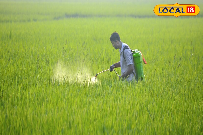 শুধু তাই নয়, ৩০ থেকে ৫৫ দিনের মাথায় যদি এক লিটার জলে হাফ গ্রাম জিংক দেওয়া হয় তবে ধানের পুষ্টি হবে। শুধু তাই নয়, ফলনও বেশি হবে। স্বাভাবিকভাবে পরিচর্যা করলেই অনায়াসে ভাল ফলন পাওয়া যাবে ধান চাষে। (তথ্য ও ছবি: রঞ্জন চন্দ)
