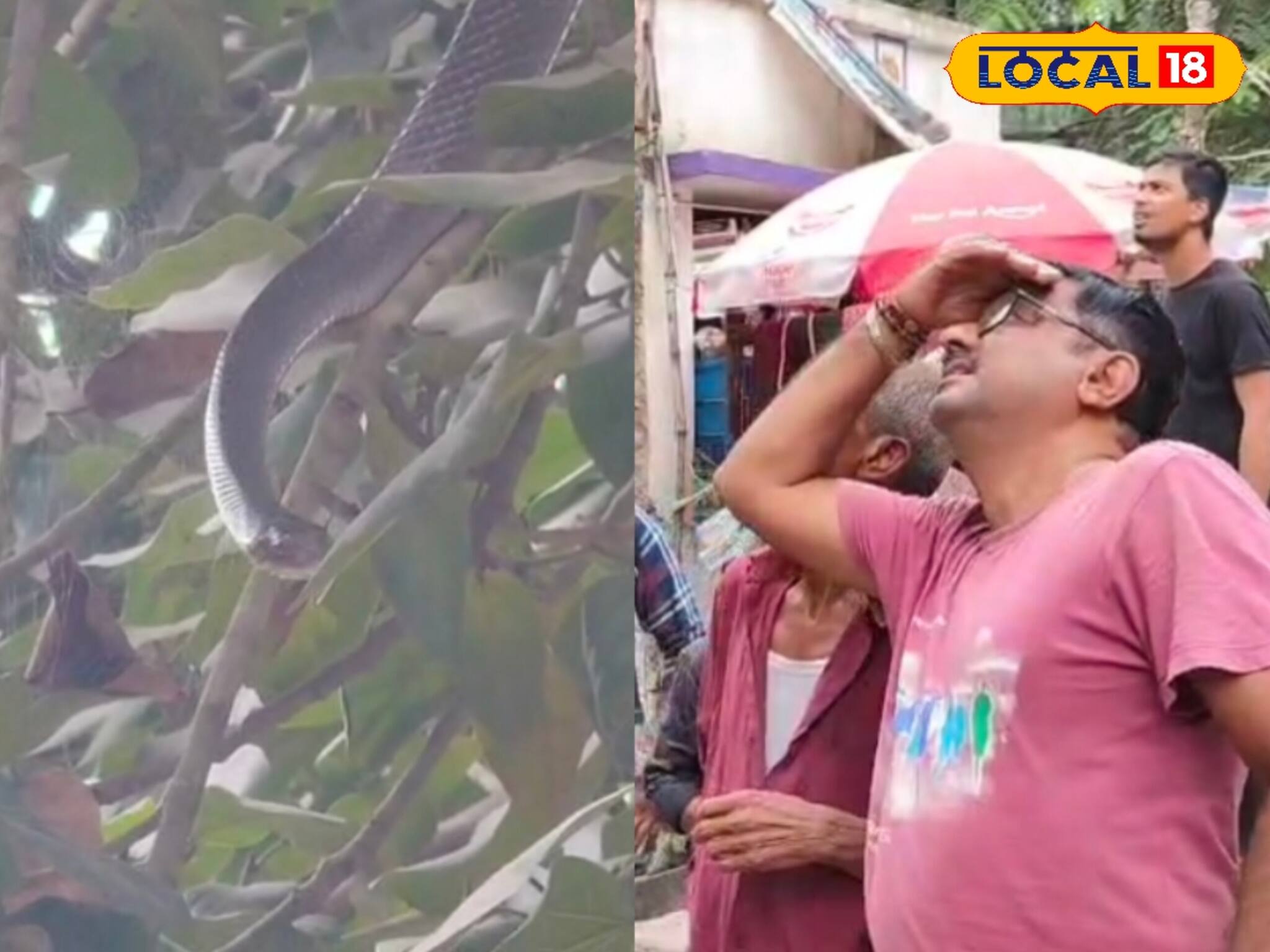 নাগ পঞ্চমীতে বহরমপুরের গাছে দেখা গেল এক শিউরে ওঠা ছবি! চারদিকে গিজগিজ করছে সাপ, হলটা কী?
