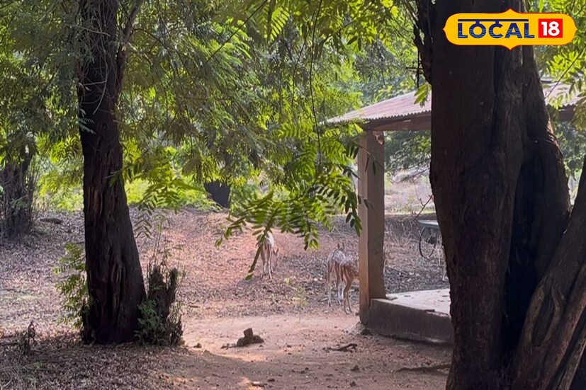 এই অভয়ারণ্যে গেলে দেখতে পাবেন প্রচুর পরিমাণে হরিণ। এর আগে বল্লভপুর অভয়ারণ্য থেকে অতিরিক্ত হরিণ বক্সা জঙ্গল সহ অন্য অভয়ারণ্যে নিয়ে যাওয়া হয়েছে। সেই সময় হরিণের সংখ্যা অনেক কমে গিয়েছিল। এখন সেই সংখ্যা বেড়ে হয়েছে ২০০টি। নিয়মিত হরিণগুলির পরিচর্যা, খাবারের সঠিক পরিমাণের ফলেই এমনটা হয়েছে বলে মনে করছেন বন দফতরের আধিকারিকেরা।