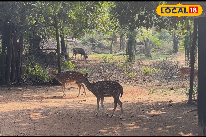 বীরভূম,সৌভিক রায়: বীরভূমের মধ্যে অবস্থিত বোলপুর শান্তিনিকেতন। আর এই বোলপুর শান্তিনিকেতন থেকে মাত্র কয়েক কিলোমিটার দূরেই রয়েছে এমন একটি অভয়ারণ্য যে অভয়ারণ্য গেলে আপনি একসঙ্গে দেখতে পাবেন অনেক কিছু। সেই অভয়ারণ্যের নাম বল্লভপুর অভয়ারণ্য। চারিধারে সুন্দর গাছ গাছালি এবং তার মাঝে এই অভয়ারণ্য আপনার ভ্রমণের সেরা ডেস্টিনেশন হবে।