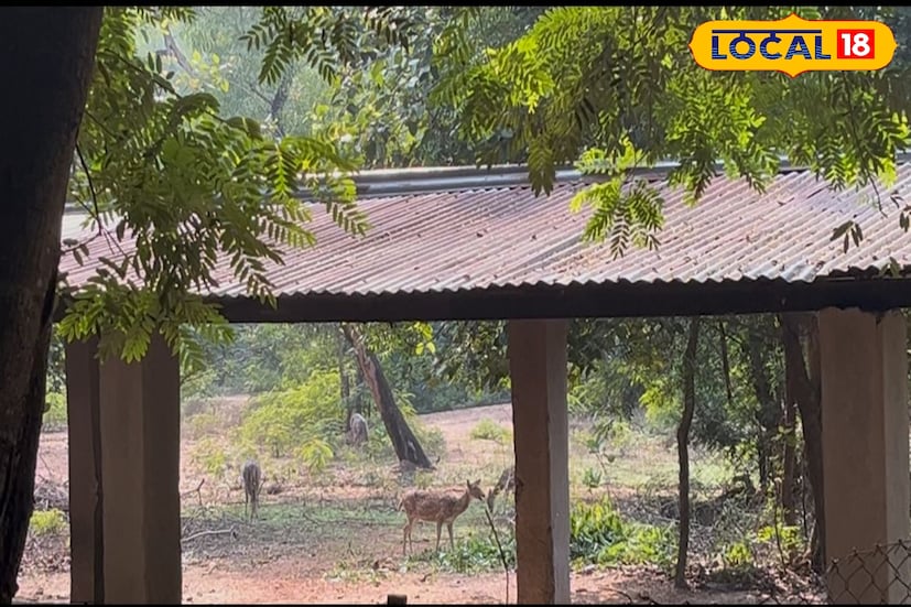 তবে হঠাৎ করে একদিনের মাথায় গড়ে ওঠেনি এই অভয়ারণ্য। ইতিহাস বলছে, প্রাকৃতিক ভাবে এই এলাকায় একসময় শালবন ছিল। ১৯৫৪-৫৫ সাল নাগাদ শালগাছের সঙ্গেই ফাঁকা অংশে আকাশমণি, শিশুগাছ,সোনাঝুড়ি লাগানো শুরু হয়। এর পরবর্তীকালে ১৯৫৭ সালে এই অভয়ারণ্যটি রিজার্ভ ফরেস্ট হিসেবে ঘোষিত হয়। এর ফলে ১৯৬৭-৬৮ সালে কিছু ব্ল্যাকবাক এবং চিতল হরিণ ছাড়া হয়। তবে শেষ পর্যন্ত চিতল হরিণেরই বংশবৃদ্ধি ঘটে।
