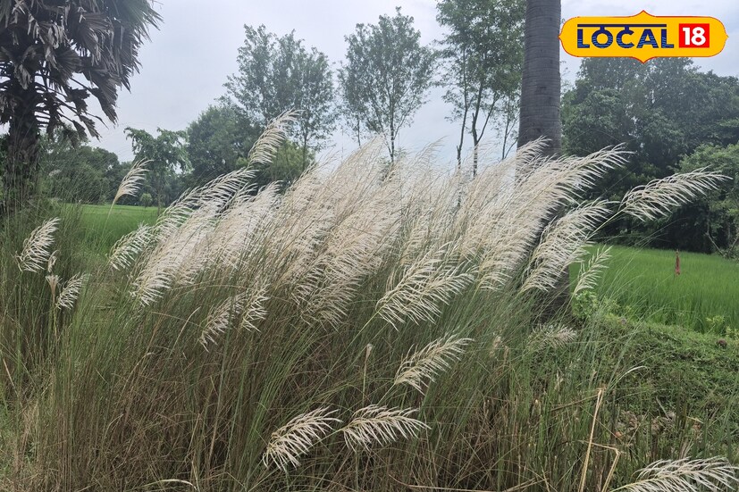 *ঝাড়গ্রাম, তন্ময় নন্দী: শরতের আকাশে শুভ্র মেঘের ভেলা, আর মাটিতে কাশফুলের মেলা, প্রকৃতির এই অপরূপ রূপে মুগ্ধ হয় সকলেই। শুভ্র কাশফুলের ঢেউ খেলানো সৌন্দর্য সকলের হৃদয় ছুঁয়ে যায়। প্রকৃতির এই শান্ত ও স্নিগ্ধ রূপ মনকে এক অনাবিল আনন্দে ভরিয়ে তোলে।
