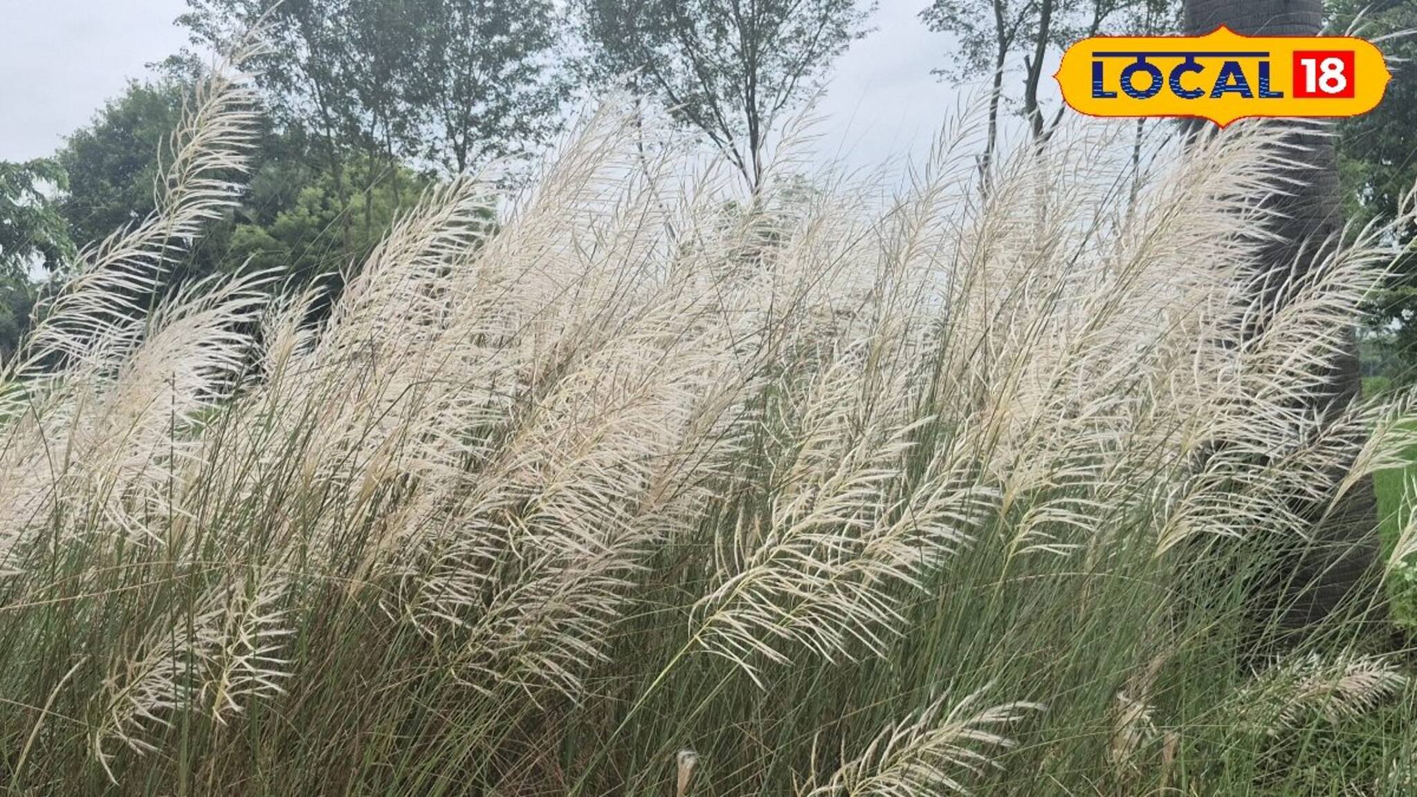 Jhargram Tourism: শরতের জঙ্গলমহলে শাল, পলাশ, মহুয়ার মাঝে কাশফুলের সারি! এক অনাবিল আনন্দ পেতে দেখে আসুন