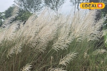 শরতের জঙ্গলমহলে শাল, পলাশ, মহুয়ার মাঝে কাশফুলের সারি! এক অনাবিল আনন্দ পেতে দেখে আসুন