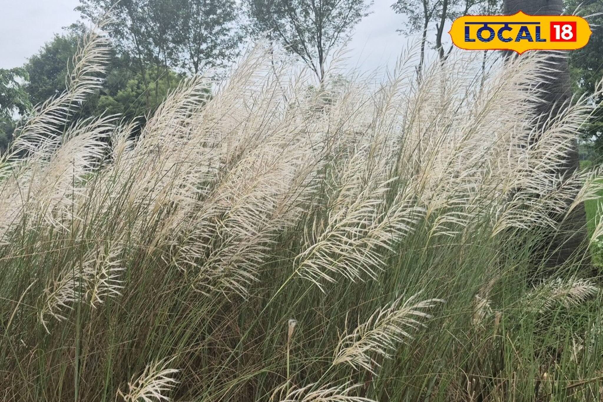 Jhargram Tourism: শরতের জঙ্গলমহলে শাল, পলাশ, মহুয়ার মাঝে কাশফুলের সারি! এক অনাবিল আনন্দ পেতে দেখে আসুন