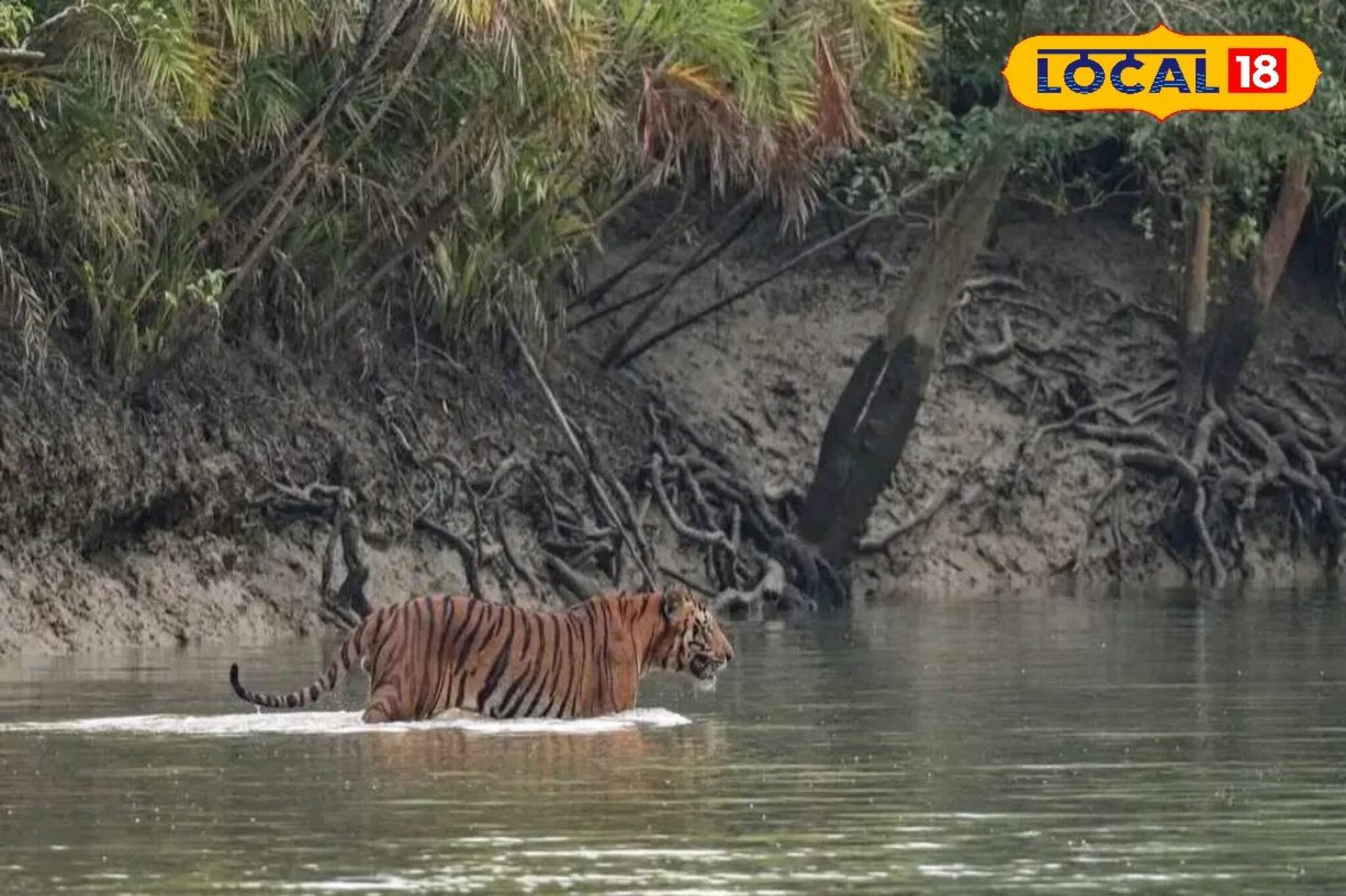 পুজোয় ঘুরে আসুন বনি ক্যাম্প, একবার গেলে বার বার যেতে চাইবেন, কপালে থাকলে বাঘের দেখা মিলবে