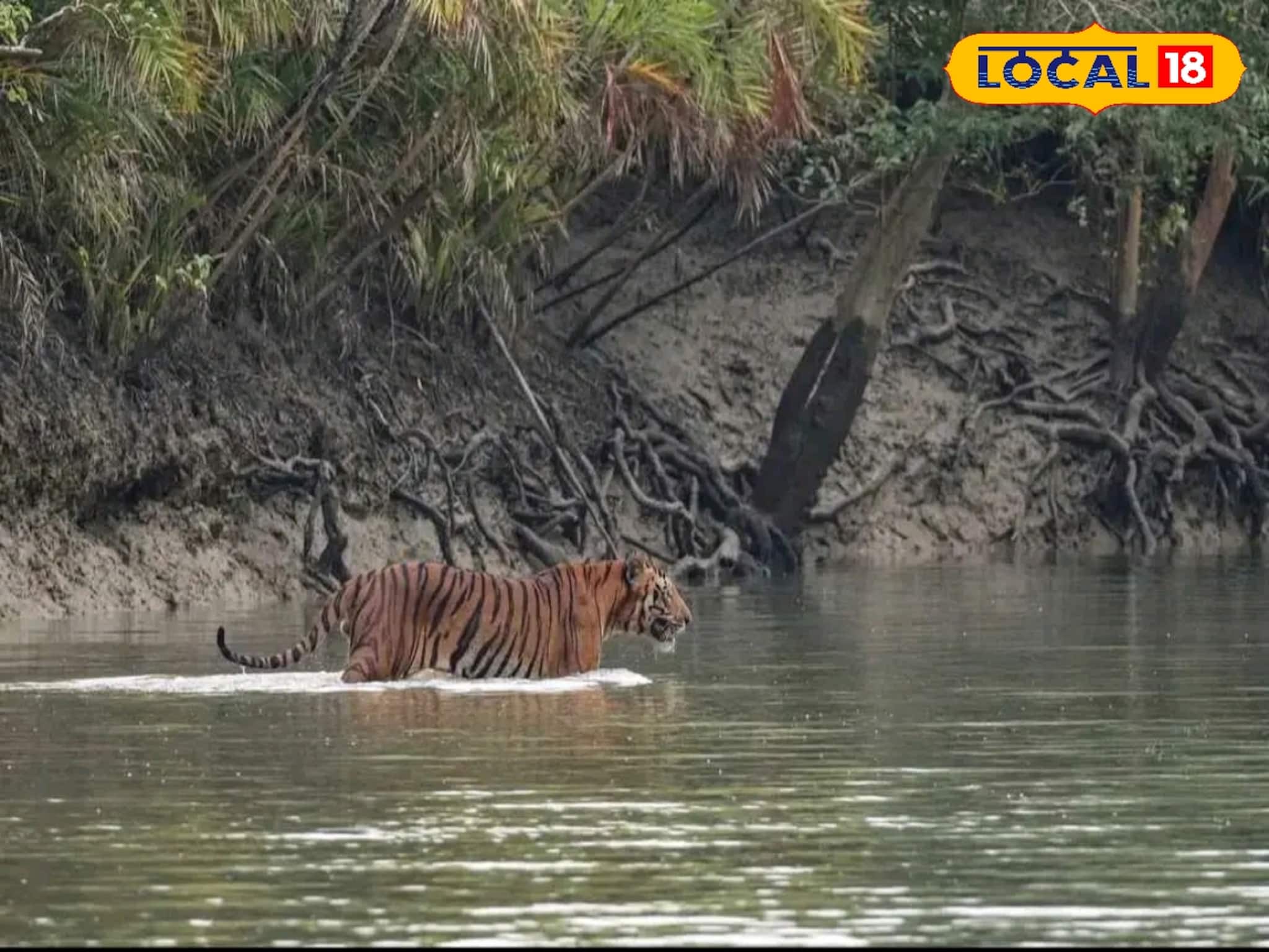 পুজোয় ঘুরে আসুন বনি ক্যাম্প, একবার গেলে বার বার যেতে চাইবেন, কপালে থাকলে বাঘের দেখা মিলবে