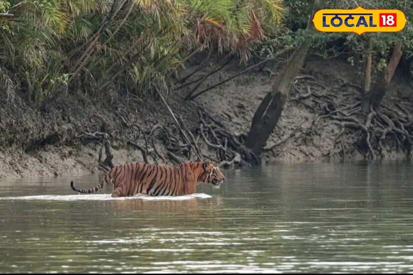 *বনি ক্যাম্পে গেলে কপাল ভাল থাকলে বাঘের দেখা পাবেন আপনি। রায়দিঘি রেঞ্জের অধীনে এই বনি ক্যাম্প সুন্দরবনের গুরুত্বপূর্ণ একটি ক্যাম্প। এখানে প্রায়শই বাঘ আসে।