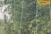 হাতির হানার চিন্তা নেই! আলিপুরদুয়ারের এই গ্রামজুড়ে রয়েছে 'রক্ষাকবচ'! চিন্তা মিটেছে কৃষকদের