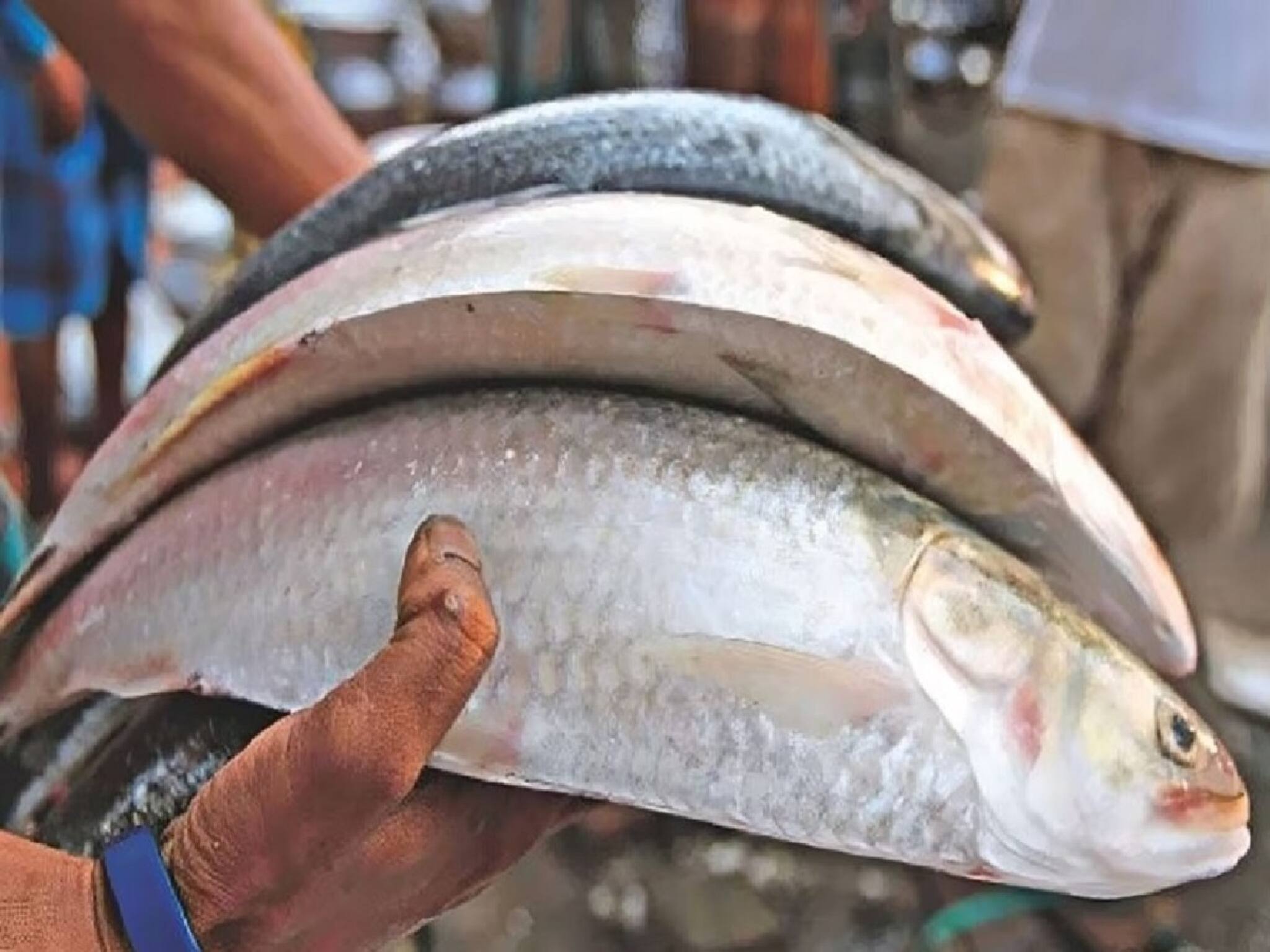 বর্ষার বাজারে আদৌ আসবে পদ্মার ইলিশ? রবিবার বাজারে কত দামে মিলবে, কোথাকার মাছ? জানুন