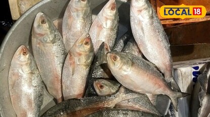 ইলিশ মাছ ইলিশ মাছ