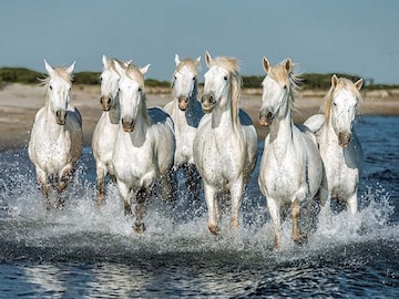 সাতটি ঘোড়ার ছবি বদলে দিতে পারে জীবন, কেরিয়ার! কিন্তু সাবধান, সঠিক জায়গায় টাঙাতে হবে সাতটি ঘোড়ার ছবি বদলে দিতে পারে জীবন, কেরিয়ার! কিন্তু সাবধান, সঠিক জায়গায় টাঙাতে হবে