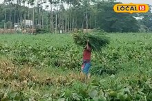 কচুরিপানার সেতু! ইছামতি নদী পারাপারের এই পথ দেখলে ভিড়মি খাবেন