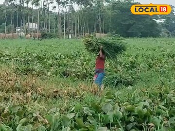 কচুরিপানার