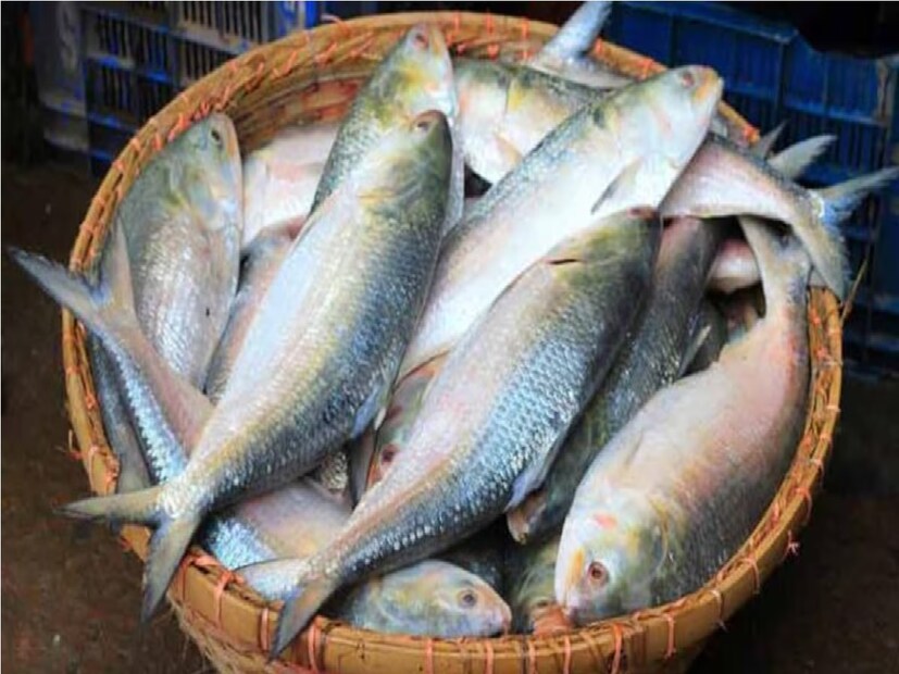 *বর্ষা এলেই এই বাজারের প্রধান আকর্ষণ হয়ে ওঠে ইলিশ, বিশেষত পদ্মার ইলিশ। কিন্তু এবছর ছবি সম্পূর্ণ ভিন্ন। বাজারে নেই সেই চেনা পদ্মার ইলিশের চাহনি, নেই সেই মাছ কেনা নিয়ে হুড়োহুড়ি। হোলসেল মার্কেটের সম্পাদক বাপি চৌধুরীর কথায়, 