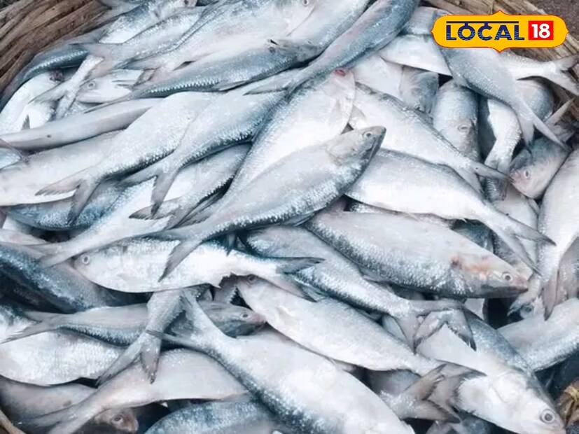 *এখনও পর্যন্ত ওপার বাংলা থেকে শুধুমাত্র কিছু পাবদা মাছ আসছে, কিন্তু ইলিশ নেই। এর ফলে প্রশ্ন উঠেছে, পুজোর আগে আদৌ কি পদ্মার ইলিশ বাজারে আসবে? এই প্রশ্নই এখন ঘুরপাক খাচ্ছে গৃহিণীদের রান্নাঘরে ও রসনার প্রেমিকদের মনে। ফাইল ছবি। 