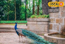 হাজার চেষ্টা করেও বাড়ছিল না ময়ূরের সংখ্যা! এবার মোক্ষম দাওয়াই বন দফতরের