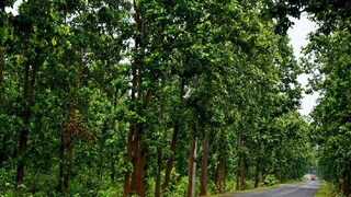 ৩১ নম্বর জাতীয় সড়ক থেকে উদ্ধার অজগর সাপ 