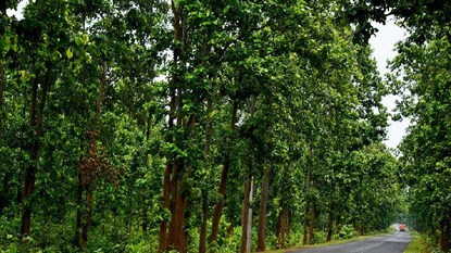 ৩১ নম্বর জাতীয় সড়ক থেকে উদ্ধার অজগর সাপ ৩১ নম্বর জাতীয় সড়ক থেকে উদ্ধার অজগর সাপ