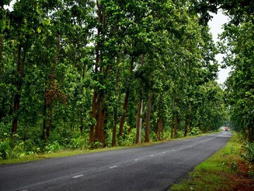 ৩১ নম্বর জাতীয় সড়ক থেকে উদ্ধার অজগর সাপ 
