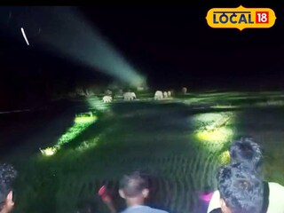 রাতের অন্ধকারে হাতির দলের তাণ্ডব 