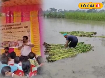 পাট