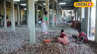 আলুর রেকর্ড ফলন জলপাইগুড়িতে