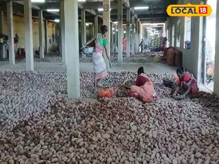 আলুর রেকর্ড ফলন জলপাইগুড়িতে