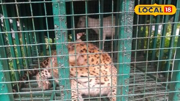 লেপার্ড