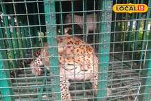 রাত হলেই ভয়ে কাঁটা গোটা এলাকা! শিকার হচ্ছিল একের পর এক...
