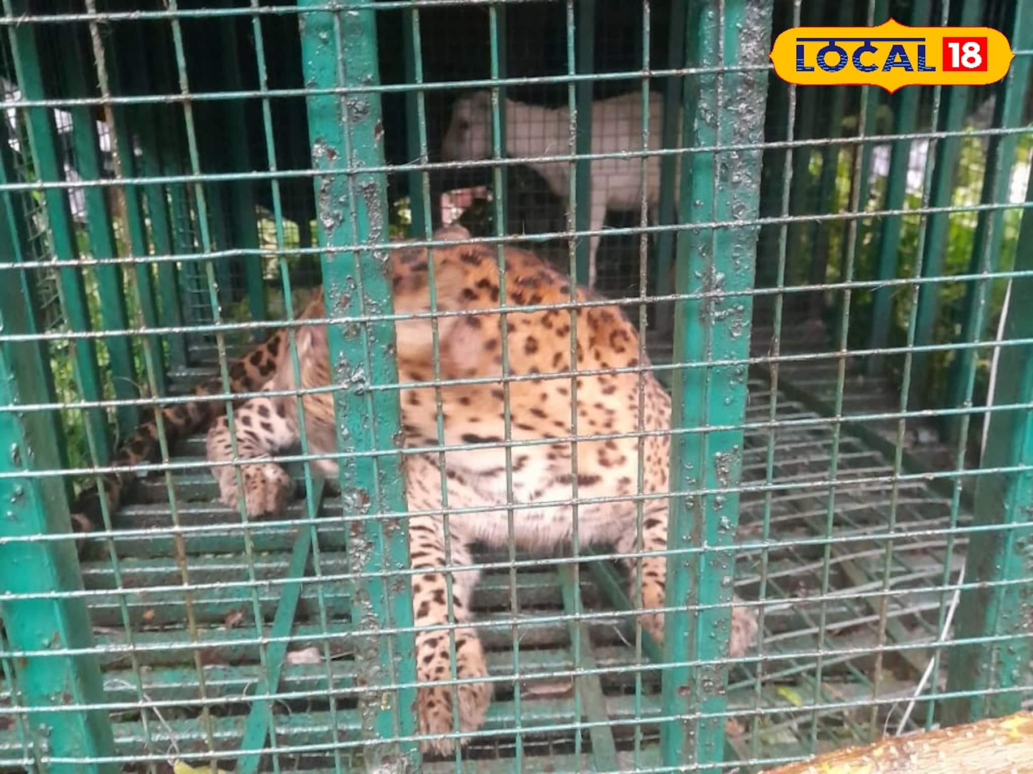 রাত হলেই ভয়ে কাঁটা গোটা এলাকা! শিকার হচ্ছিল একের পর এক...