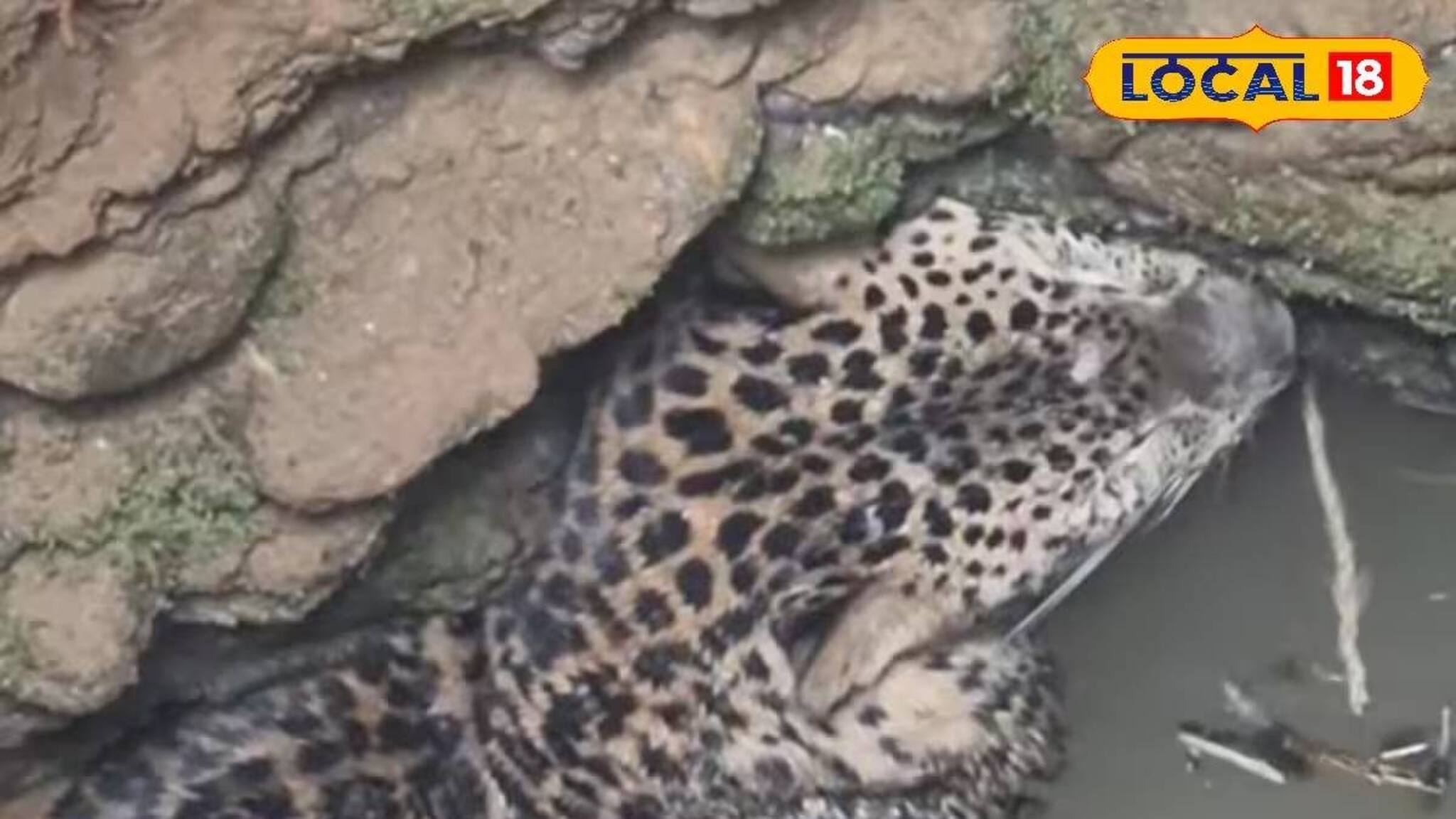 কুয়ো থেকে তর্জন-গর্জন! ভিতরে ওটা কী? উঁকি মারতেই আত্মারাম খাঁচা সকলের! তারপর যা হল...