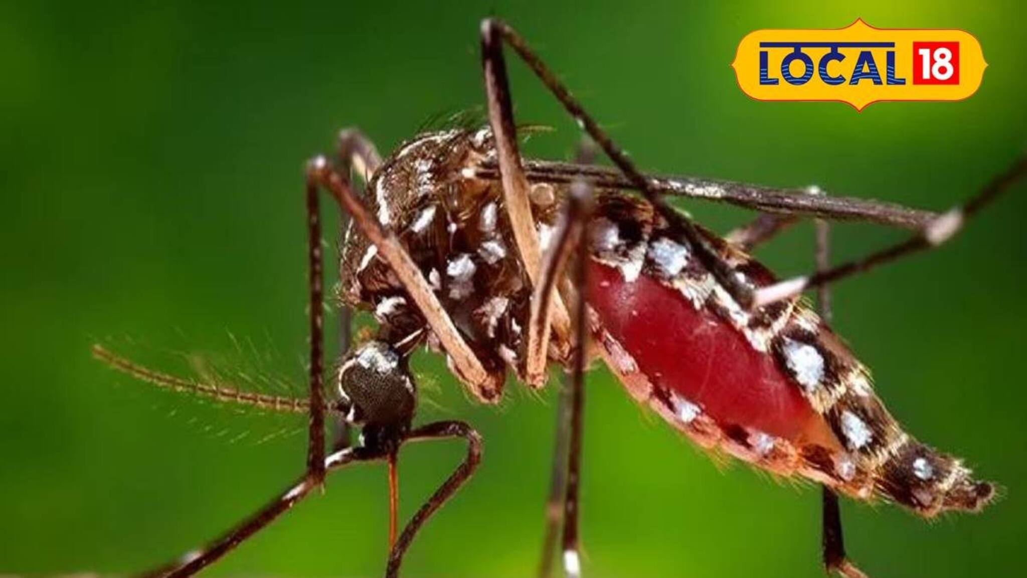 জেলায় বাড়ছে ম্যালেরিয়ার প্রকোপ, আক্রান্তের সংখ্যা সেঞ্চুরি পার! কোন এলাকায় সবচেয়ে বেশি?